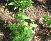spigelia marilandica r.jpg